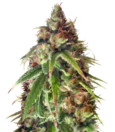 Ganj-nam Style fem (Dr. Krippling Seeds) семена конопли