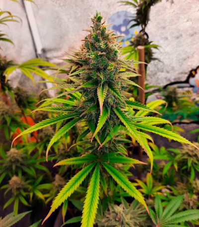 Gelato 242 fem семена конопли