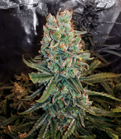 Gelato Auto fem (FastBuds) семена конопли