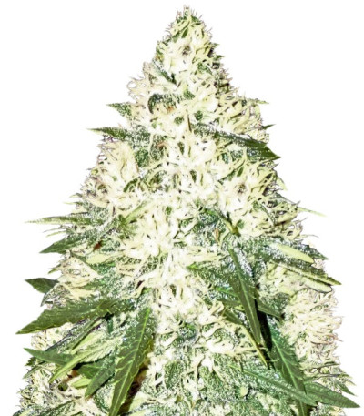 Green Mango Kush fem (Sumo Seeds) семена конопли