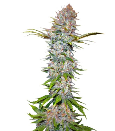 Jock Horror fem (Nirvana Seeds) семена конопли