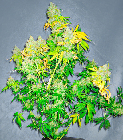 K-2 fem (Nirvana Seeds) семена конопли