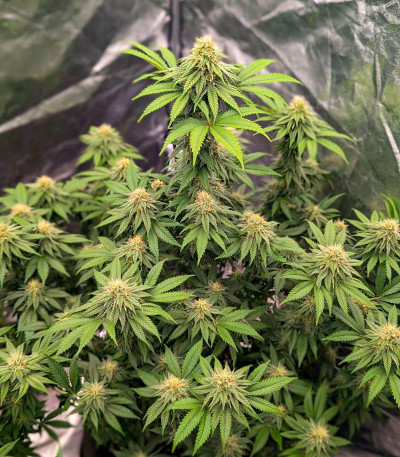 Lemonpaya fem (FastBuds) семена конопли