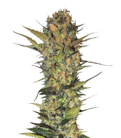 Lithium OG Kush fem (Nirvana Seeds) семена конопли