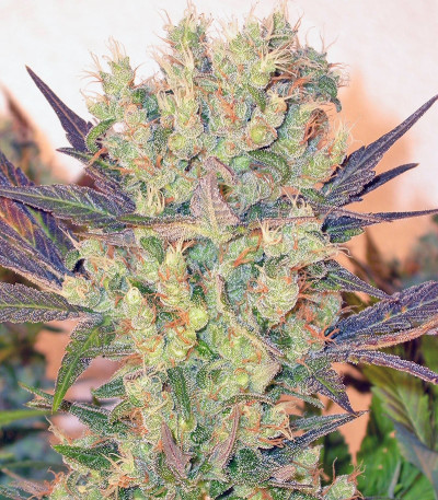 Motavation fem (Serious Seeds) семена конопли