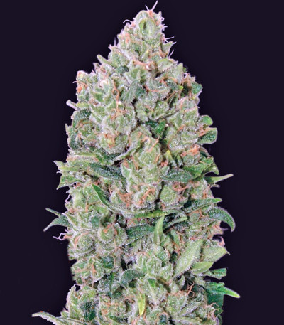 Сорт конопли NYC Diesel Auto