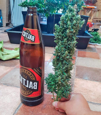 Pineapple Express Auto fem (FastBuds) семена конопли