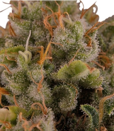 Royal Moby fem (Royal Queen Seeds) семена конопли