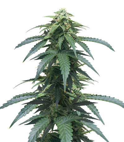 Roze Runtz fem (AlphaFem Seeds) семена конопли