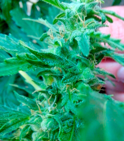 Speedy Gonzales Auto (Speedy Boom Auto) fem семена конопли