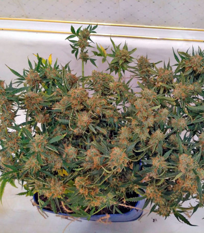 Sugar Mango Ryder Auto fem (World of Seeds) семена конопли