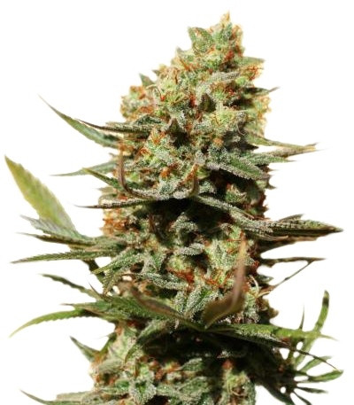 Купить семена каннабиса The Edge шишки