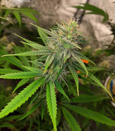 Bubble Gum Sherb fem (Blimburn Seeds) семена конопли