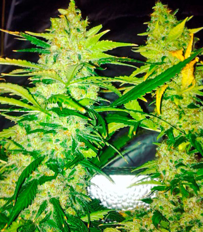 AK 48 fem каннабис