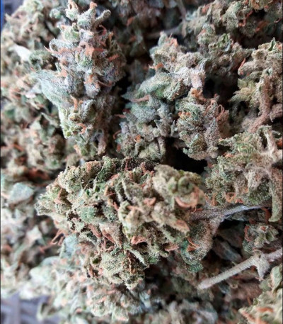 Amnesia Ganja Haze fem (Sumo Seeds) семена конопли