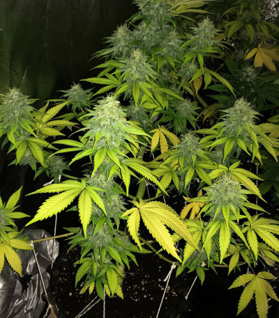 Anubis fem (Pyramid Seeds) семена конопли