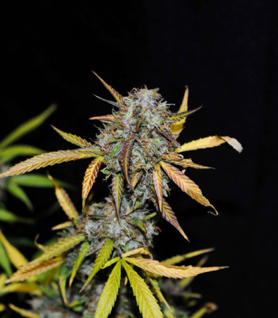Auto Anubis fem (Pyramid Seeds) семена конопли