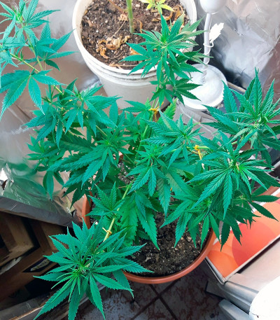 Auto Fresh Candy fem (Pyramid Seeds) семена конопли