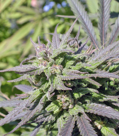 Biddy Early reg (Serious Seeds) семена конопли