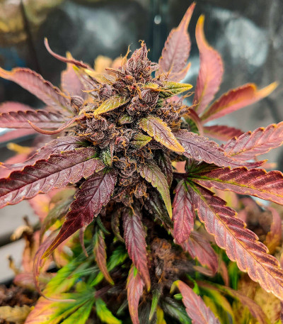 Blackberry Moonrocks Auto fem (AlphaFem Seeds) семена конопли