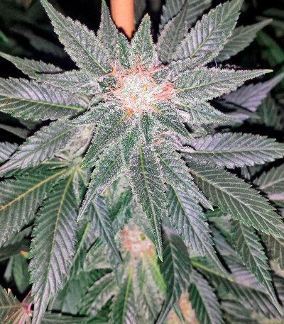 Blackberry fem (Nirvana Seeds) семена конопли