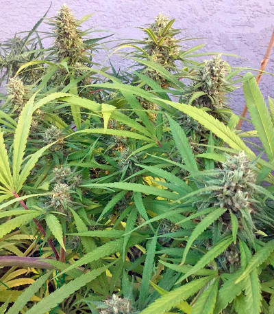 Blue Dream fem (Humboldt Seeds) семена конопли