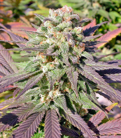 CBD-enriched Warlock fem (Serious Seeds) семена конопли