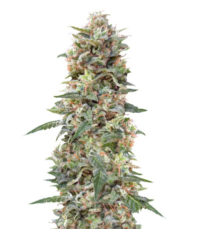 California Kush fem (00 Seeds) семена конопли