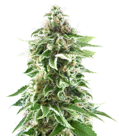 Cookies Haze fem (Kannabia) семена конопли