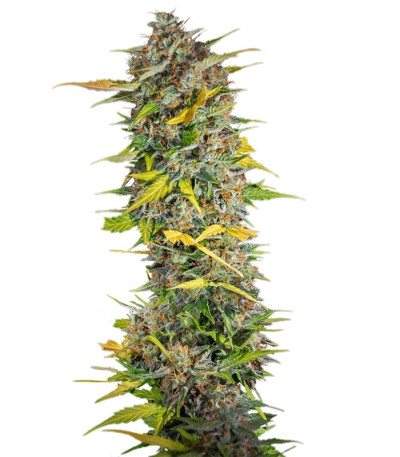 Cream Mandarine Auto fem (Sweet Seeds) семена конопли