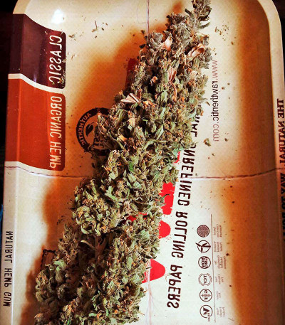 Critical + fem (Dinafem Seeds) семена конопли