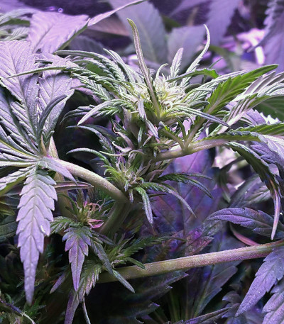 Currant Kush fem (VIP seeds) семена конопли