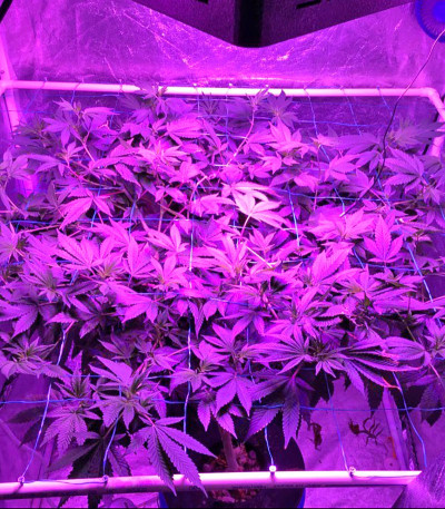 Desert Diesel fem семена конопли