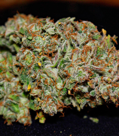 Durban Poison Auto fem (Humboldt Seed Company) семена конопли