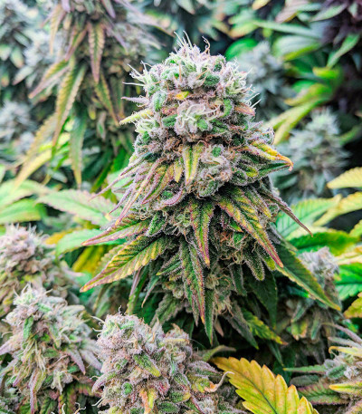 Fat Banana fem (Royal Queen Seeds) семена конопли