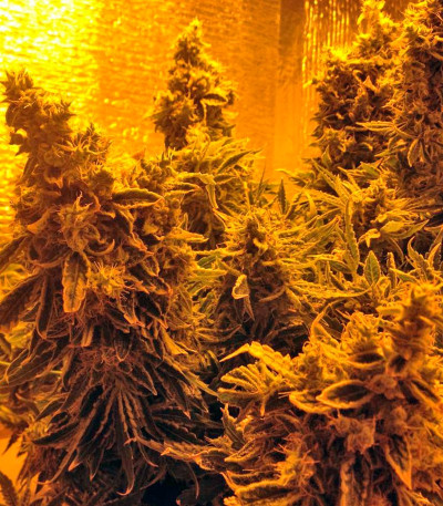 Kalashnikova fem семена конопли