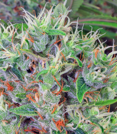 Kali Mist reg (Serious Seeds) семена конопли