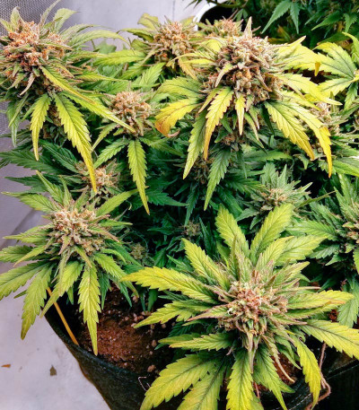 Kosher Cake Auto fem (FastBuds) семена конопли