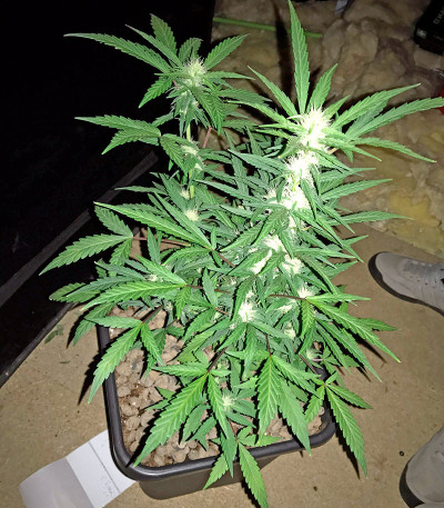 Lemon OG Haze Automatic fem (Nirvana Seeds) семена конопли