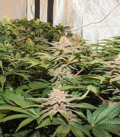 Purple Punch fem (Barney's Farm) семена конопли