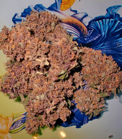 Purple Ryder #2 auto fem (Joint Doctor) семена конопли