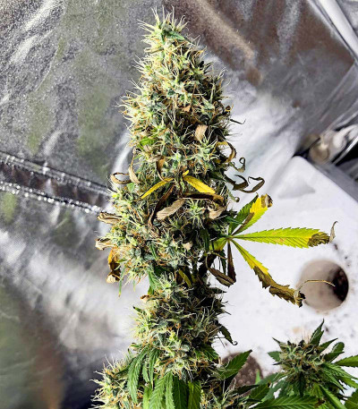 Royal Runtz fem (Royal Queen Seeds) семена конопли