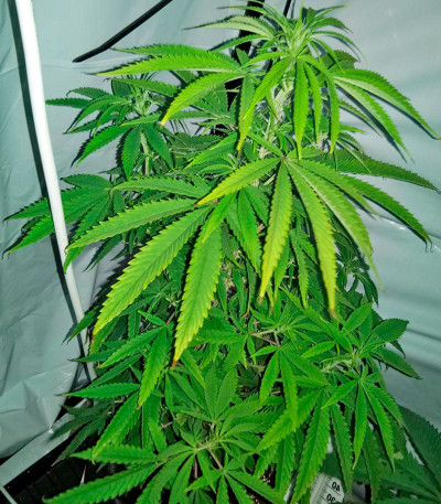 Santa Sativa fem (Dinafem Seeds) семена конопли