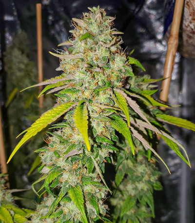 Sith OG fem (AlphaFem Seeds) семена конопли
