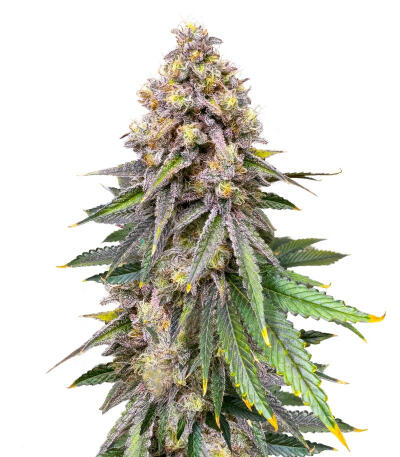 Sour Diesel x OG Kush fem (Seedkeepers) семена конопли