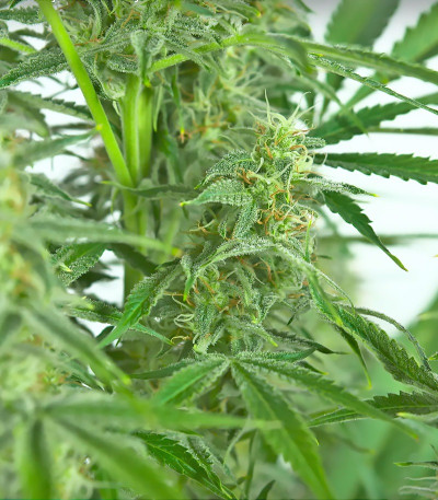 Sour Diesel Autoflowering fem (Dinafem Seeds) семена конопли