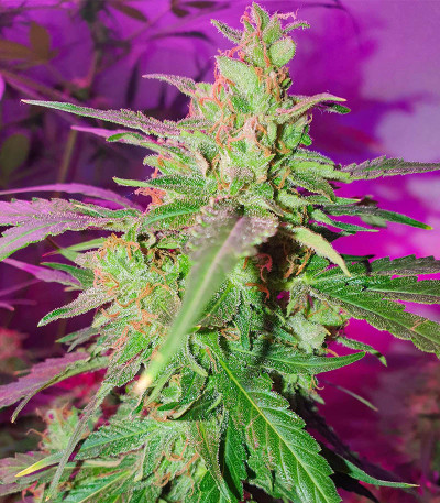 White Critical Express (Kalashnikov Seeds) семена конопли