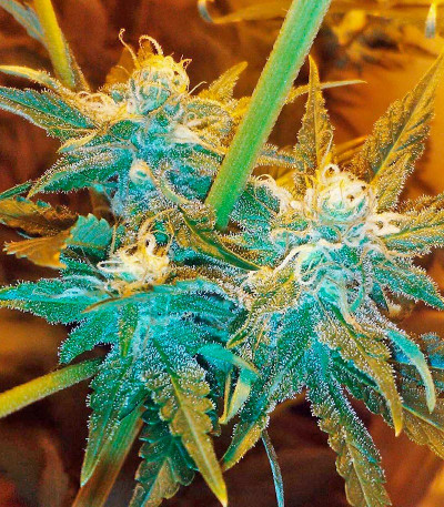 White Widow fem (Nirvana Seeds) семена конопли