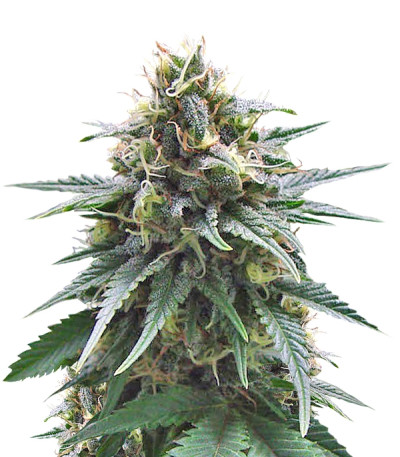 Yummy fem (Resin Seeds) семена конопли