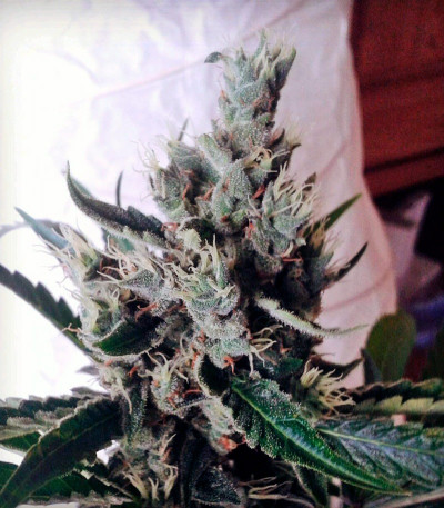 Black Jack F1 Fast Version fem (Sweet Seeds) семена конопли